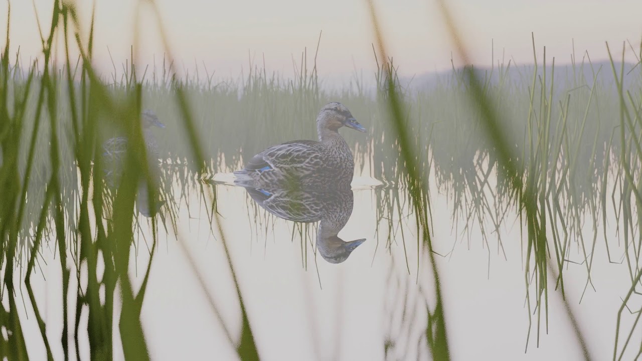 Ducks on a lake | Blender | 3D Animation