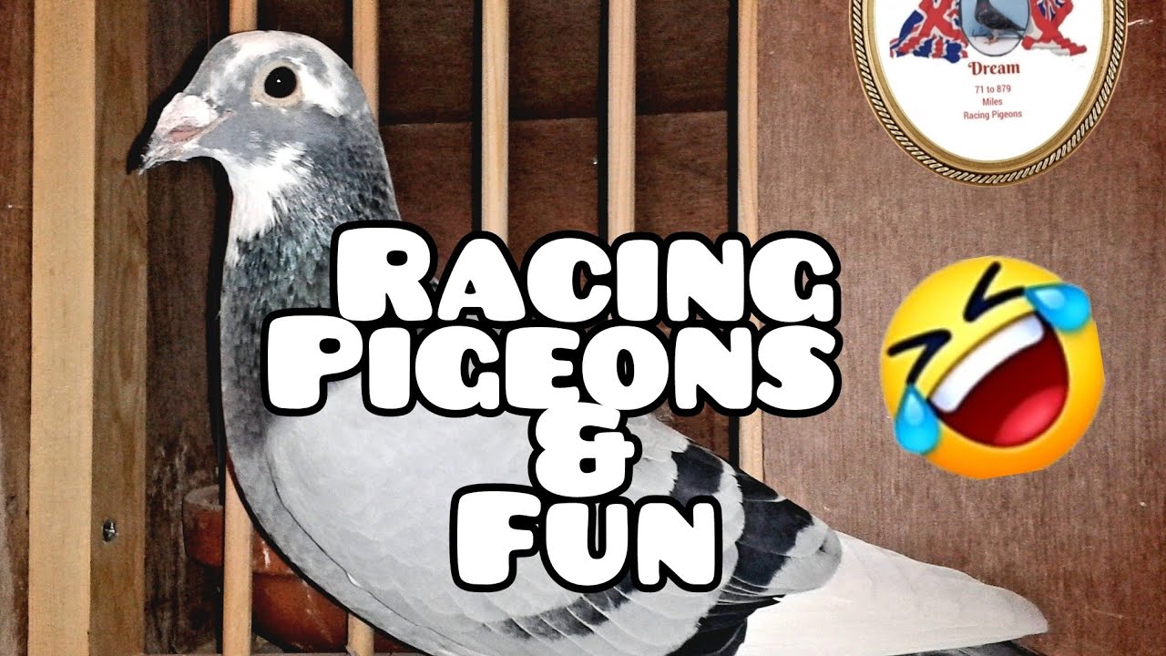 Racing Pigeons Tips Fun Jim Emerton