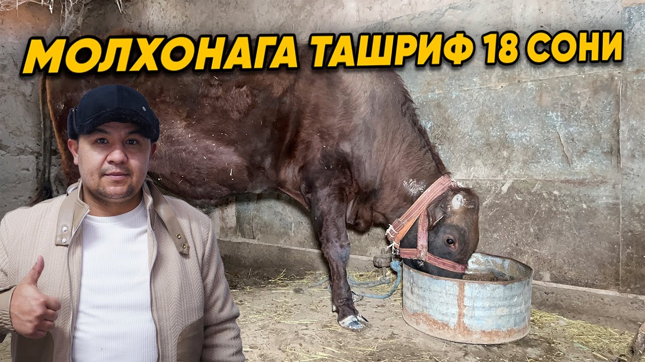 МОЛ ХОНАГА ТАШРИФ 18 СОНИ