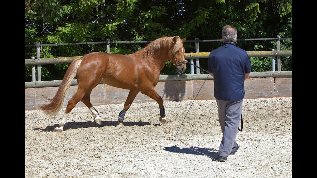 BRITISH HORSE SOCIETY • TRAINING THE YOUNG HORSE
