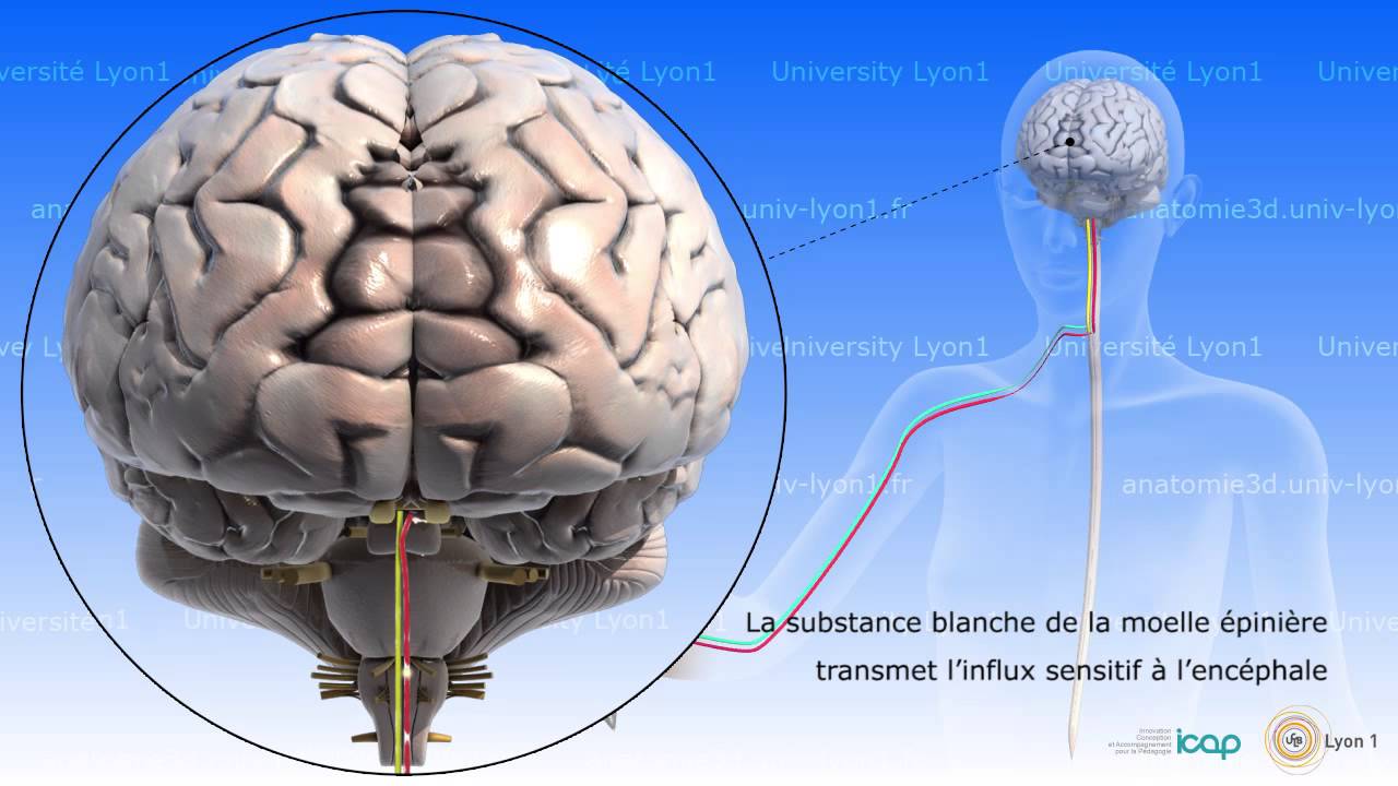 Neuro-anatomie : anatomie et physiologie de la moelle épinière