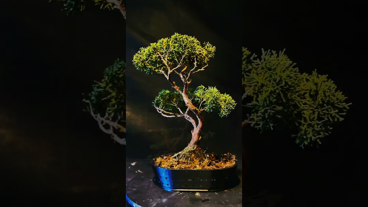 Juniper bonsai @Bonsaicrazy #bonsaiuk #bonsaigarden #indoorbonsai #bonsaijapan