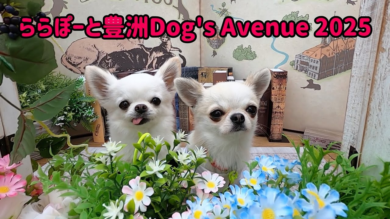 ららぽーと豊洲Dog's Avenue 2025🐶🐶行ってきました★