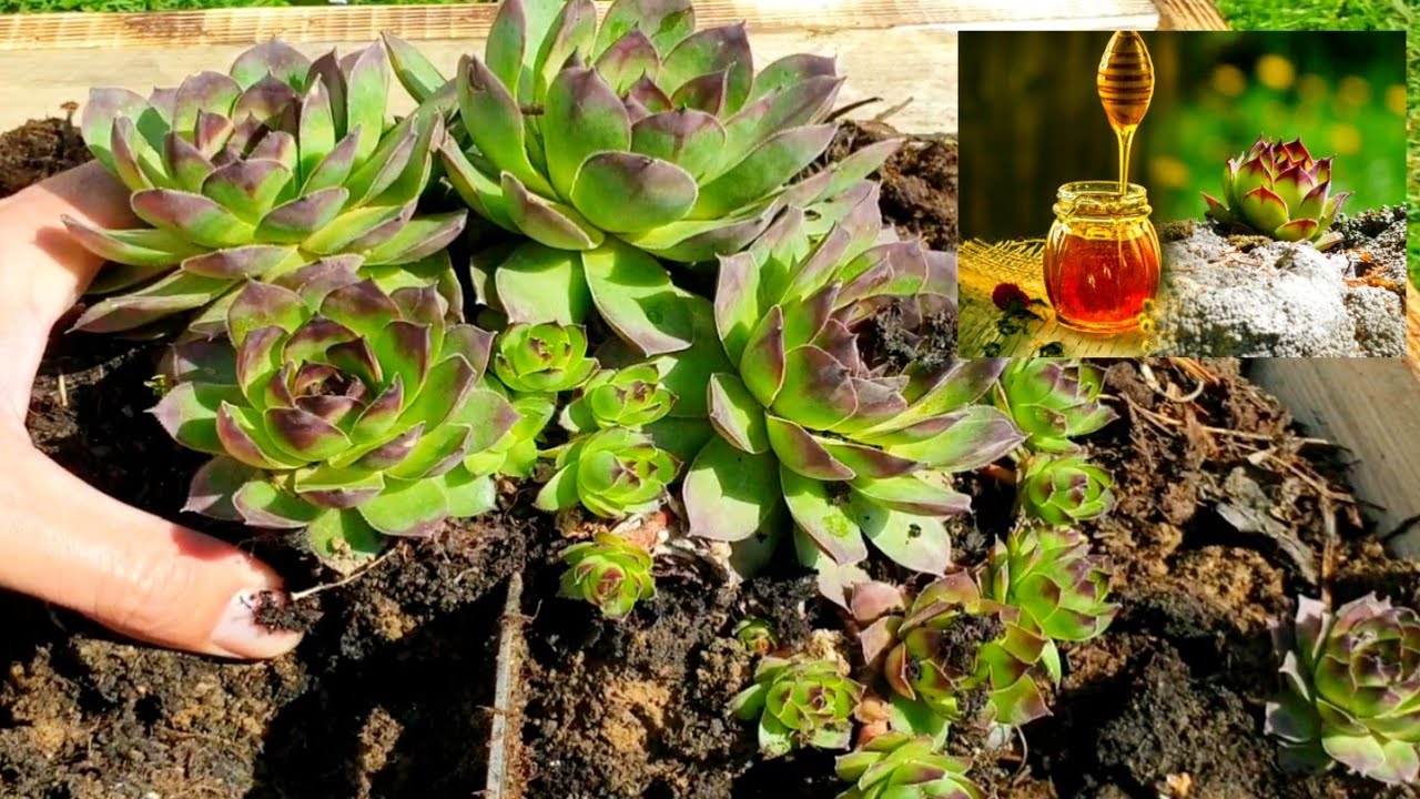 Хранитель — декоративное растение, исцеляющее от многих болезней