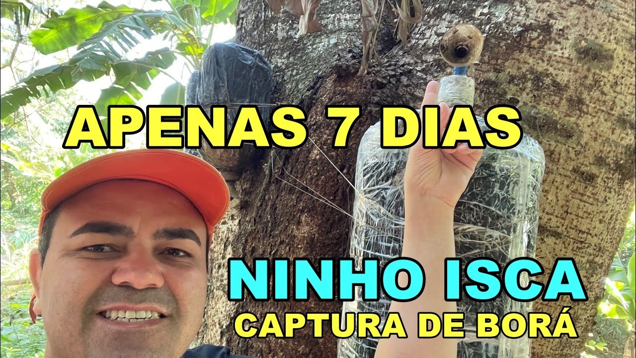 Coloquei ninho isca de 20 já capturou abelha Borá  😱😱😱 na fazenda ,apenas 7dias .