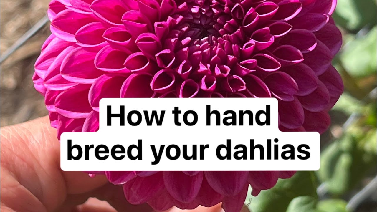 Easy Dahlia Breeding How To