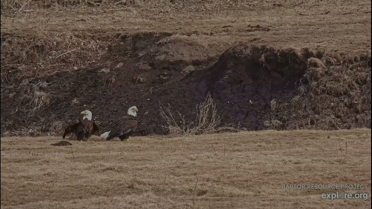 Decorah North Eagles 2-17-26 Mr & DNF bathe together, UM divebombs & chases them, they defend