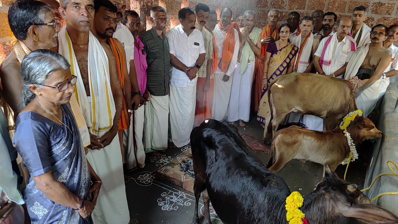 ನೂತನ ಗೋಶಾಲೆಗೆ ಗೋವುಗಳ ಪ್ರವೇಶ | ನೆಕ್ರಾಜೆ ಶ್ರೀ ಸಂತಾನ ಗೋಪಾಲಕೃಷ್ಣ ದೇವಸ್ಥಾನ | #saralasuddi #goushala #Gou