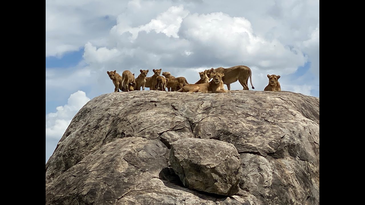 Tanzania Safari - Ngorongoro, Serengeti, Tarangire