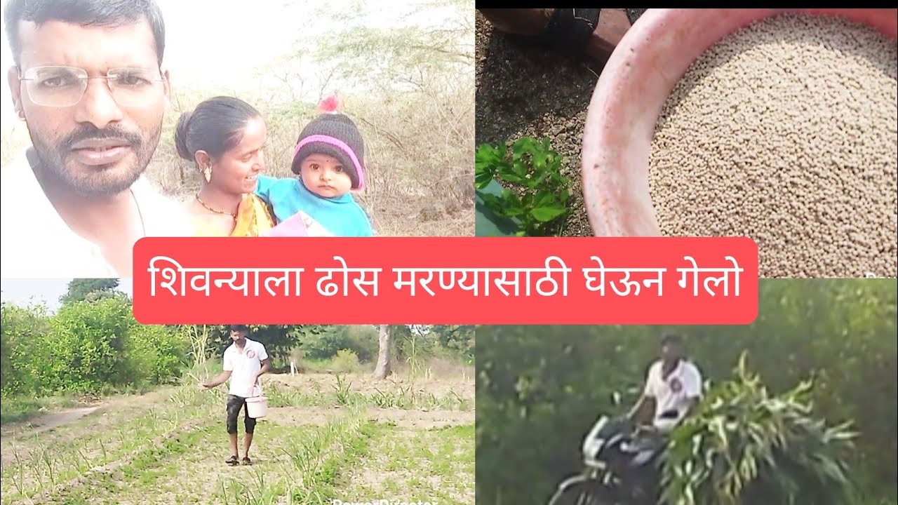 घासाला नवीन मटरेल टाकून पाणी भरले/ गाईंच्या चाऱ्याची धावपळ🙆‍♂️
