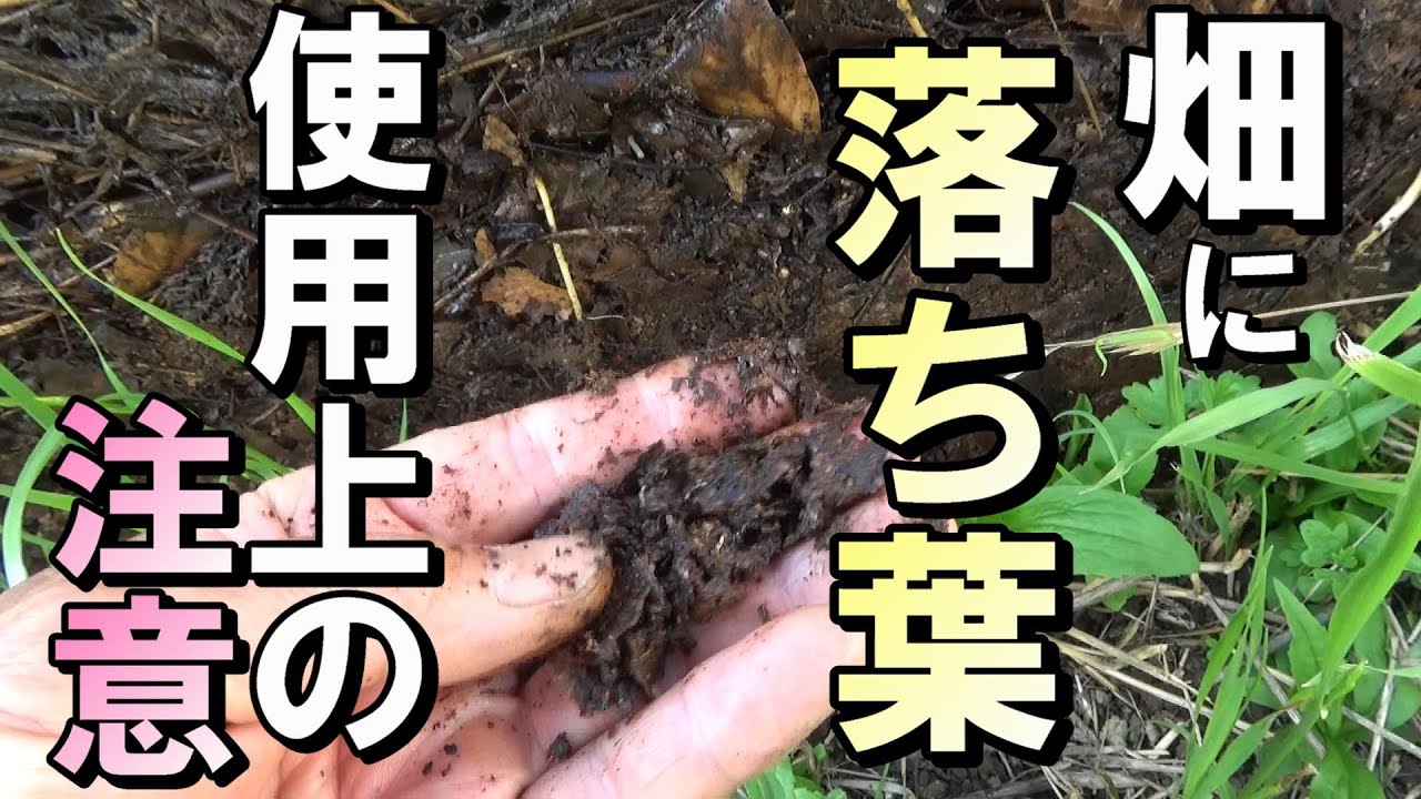 【自然農】　2022年6月22日　間違えると育たない！畑に落ち葉　使用上の注意【natural farming】