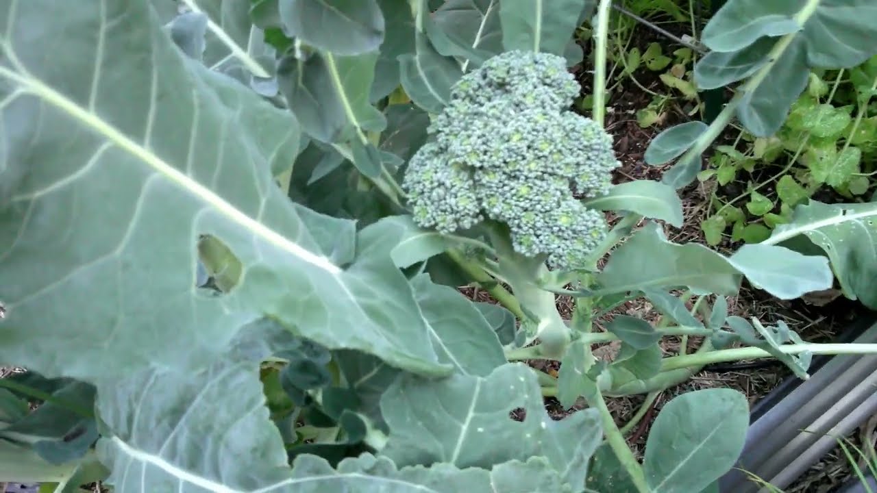 End of the year garden tour! So much has changed since the first tour in October