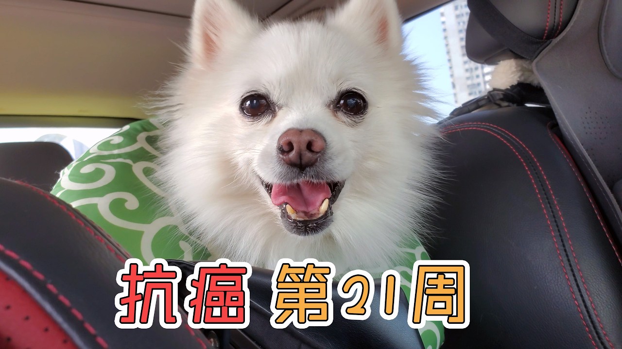 14岁小狗的第15次化疗