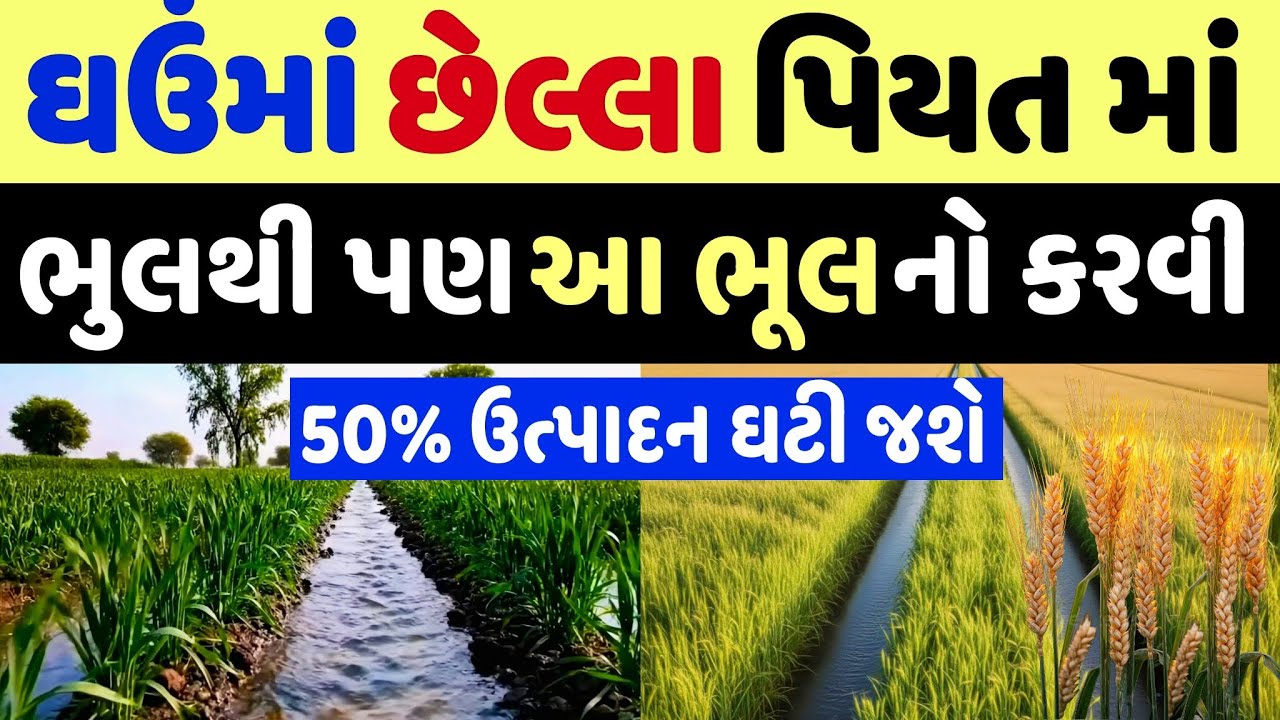 ઘઉંમાં છેલ્લું પિયત ક્યારે આપવું? |આ ભૂલ નો કરવી અડધું ઉત્પાદન ઘટી જશે |गेहूं में आखरी सिंचाई कब दे?