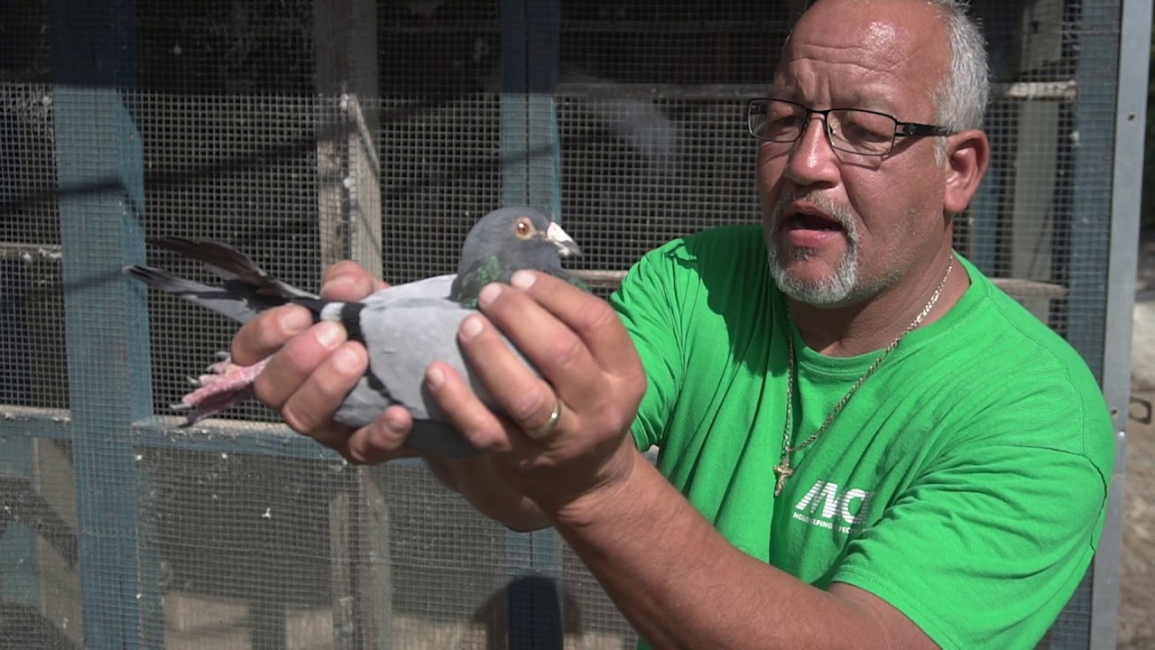 Racing Homers 3 key types of pigeons i fly!! Sprint. Mid. And long!!