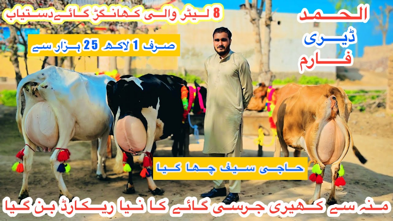 Al Hamd Dairy Farm | Top Class Jersey Cows | American Cows For Sale In Punjab | 16 February 2026