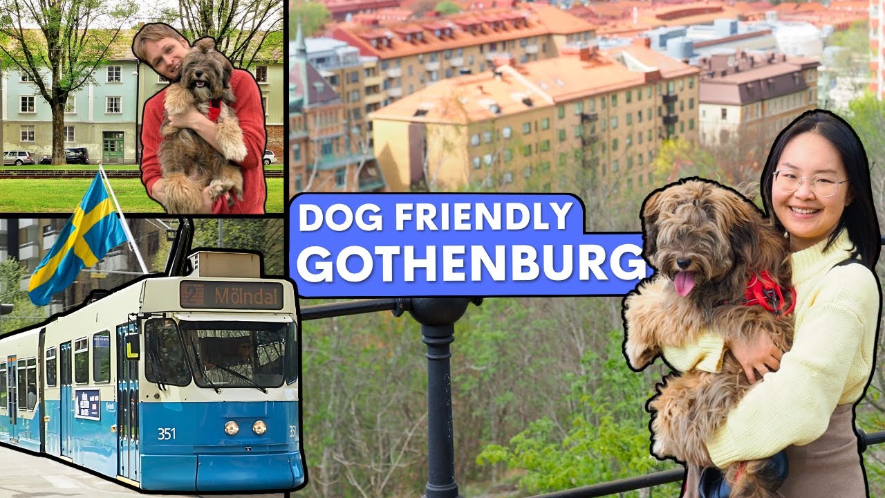 Dog Friendly City in Sweden | Our Puppy's Day in Gothenburg