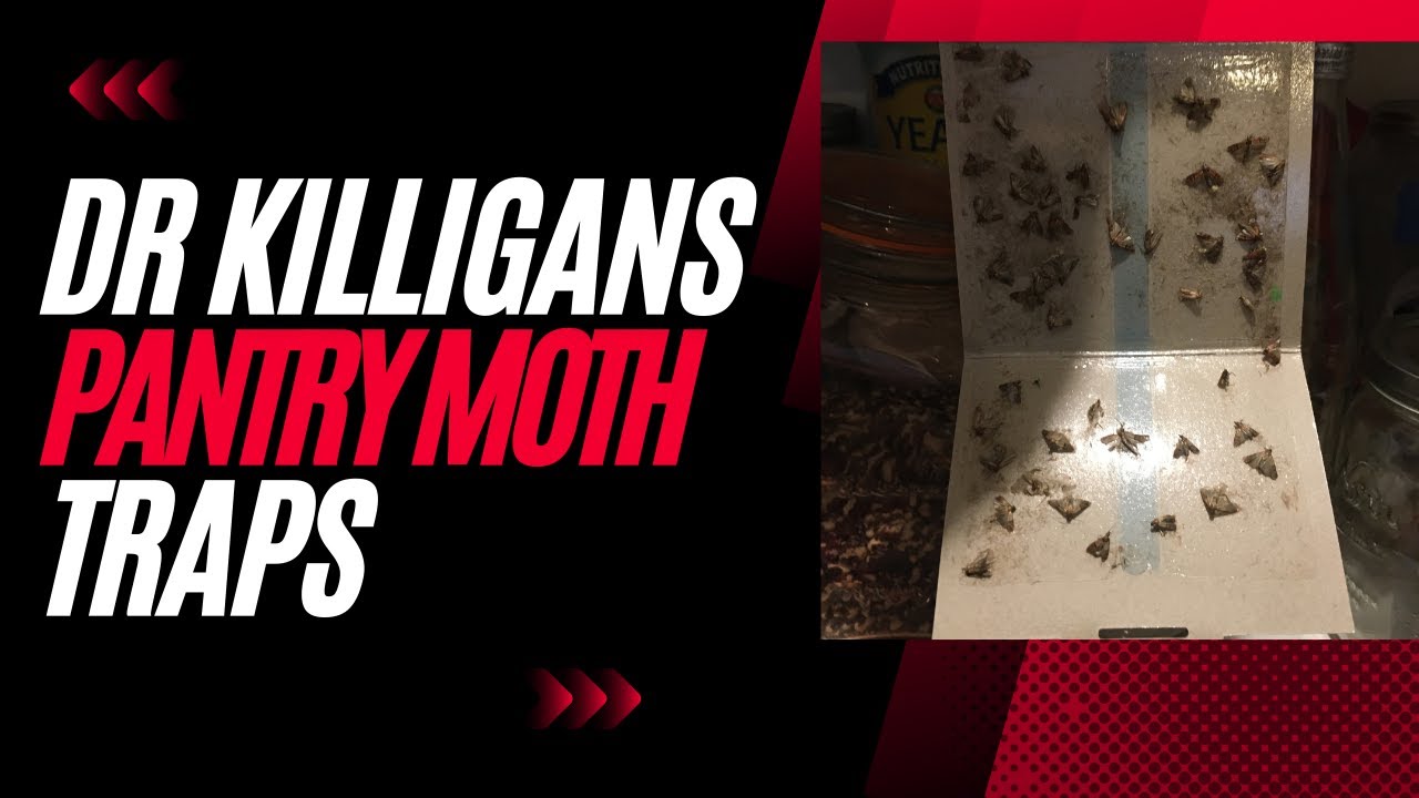 Dr Killigan's Pantry Moth Trap  - Product Review