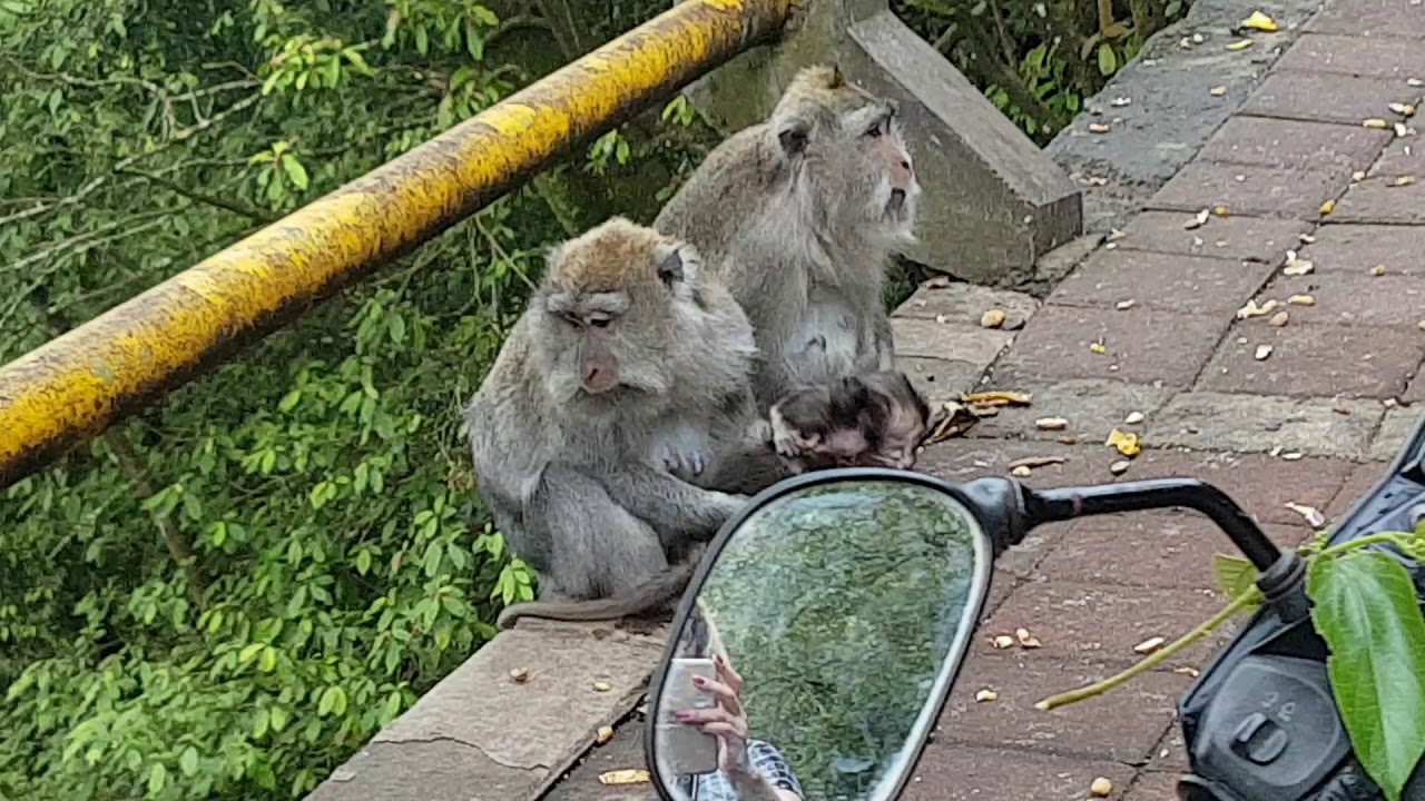 Małpy makaki na Bali