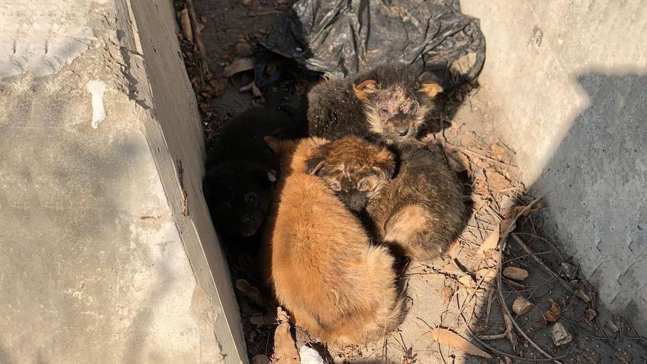 Homeless Puppies and Mother with Skins Disease, Dirty Wandering in Frozen Winter Warming Ending
