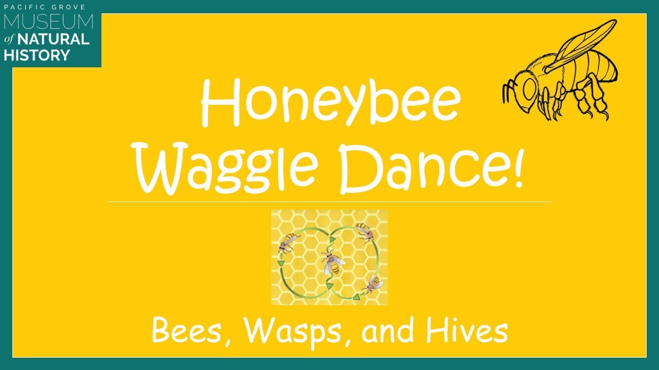 Learn the Honeybee Waggle Dance! DSS Honey & Hives