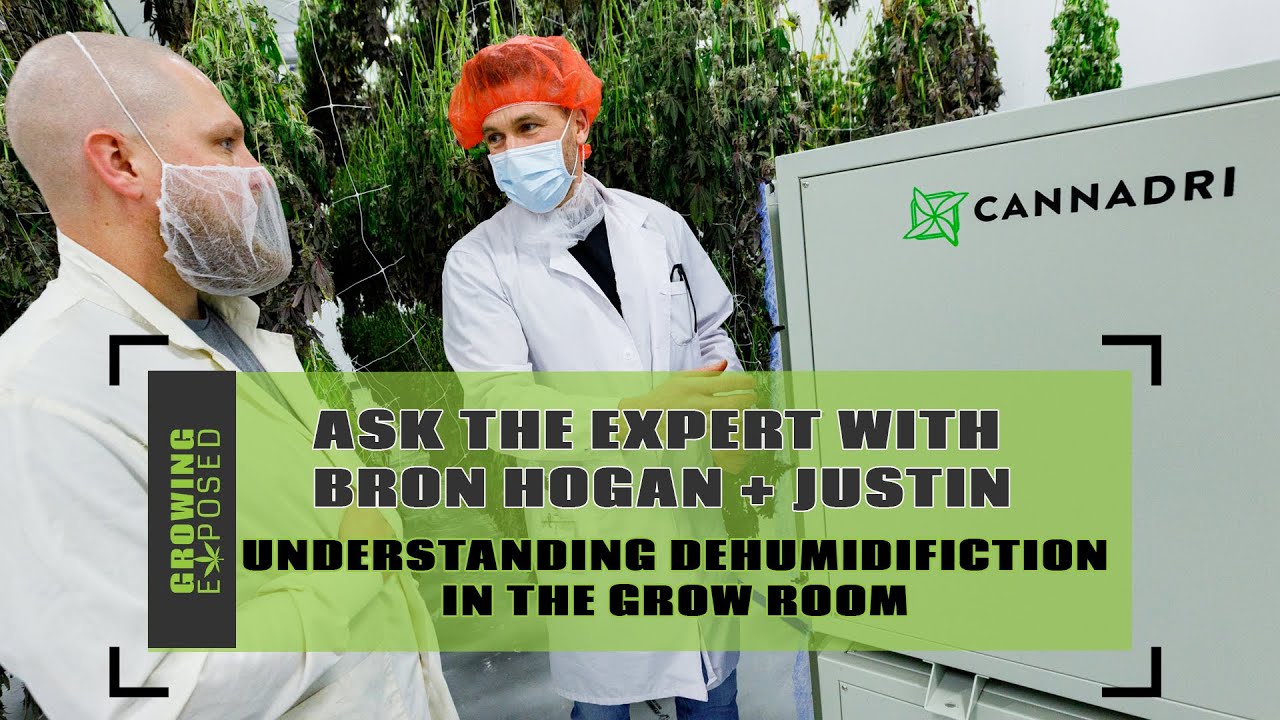 UNDERSTANDING DEHUMIDIFICATION IN A GROW ROOM | ASK THE EXPERT - BRON HOGAN
