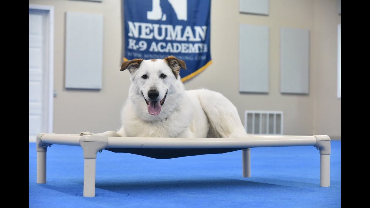 Finn (Mix) Boot Camp Dog Training Video Demonstration