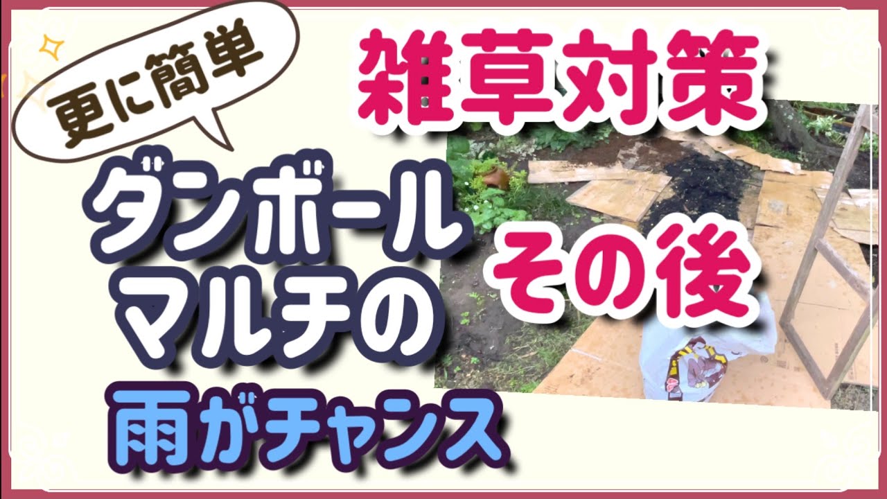 《4ヶ月後どうなった？／その雑草抜かなくて大丈夫！ダンボールマルチ／超簡単施工発見》雑草地獄から抜けだそう！ローコスト、除草剤無しで地球や土壌に優しい