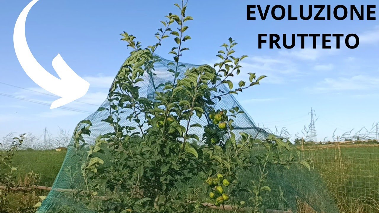 VI MOSTRO L'EVOLUZIONE DEL FRUTTETO!