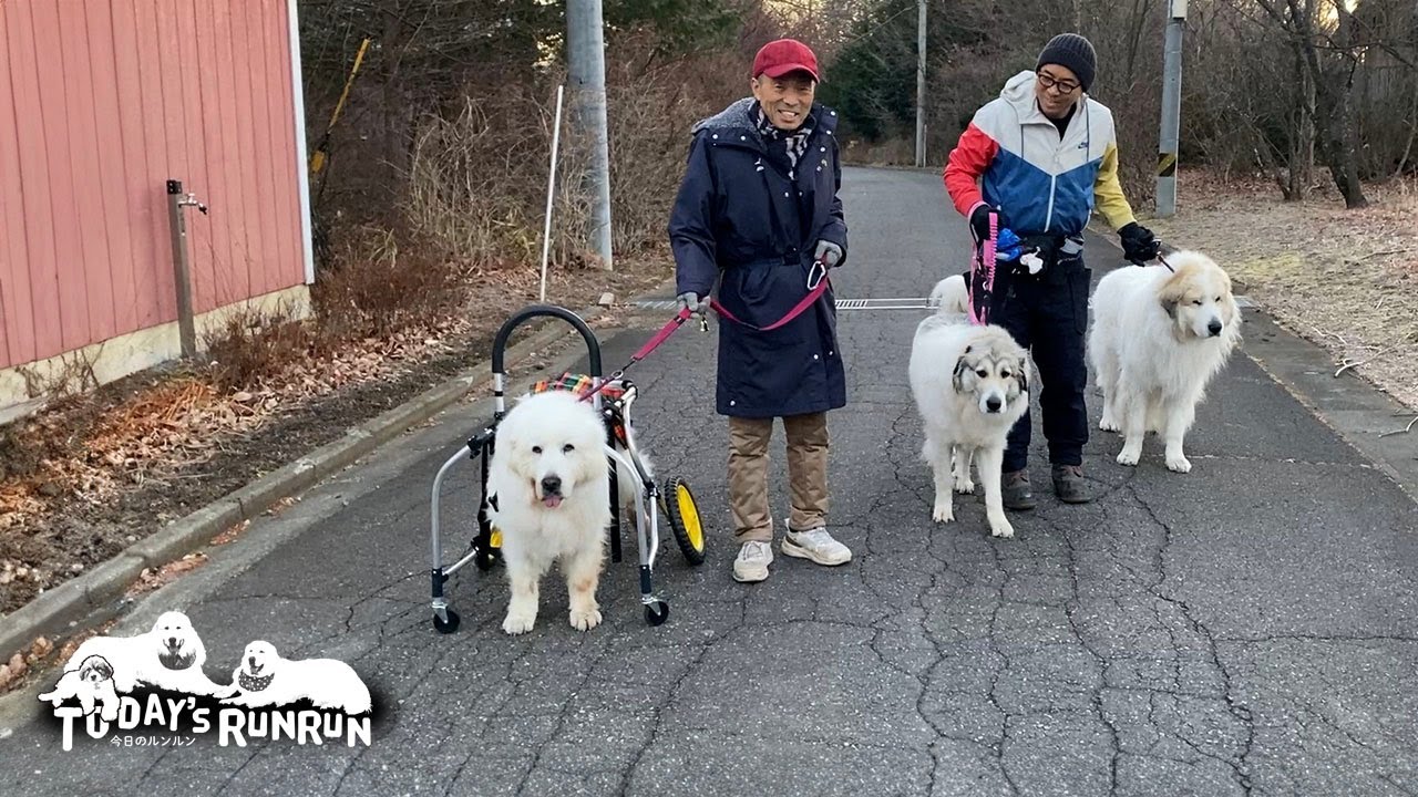5ヶ月ぶりに自分の足でみんなとお散歩したルンルンです　Great Pyrenees　グレートピレニーズ