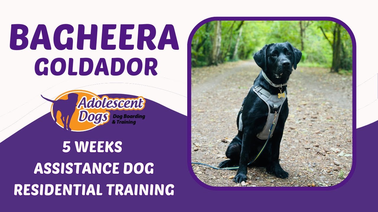Bagheera the Goldador | 5 Weeks Assistance Dog Residential Training