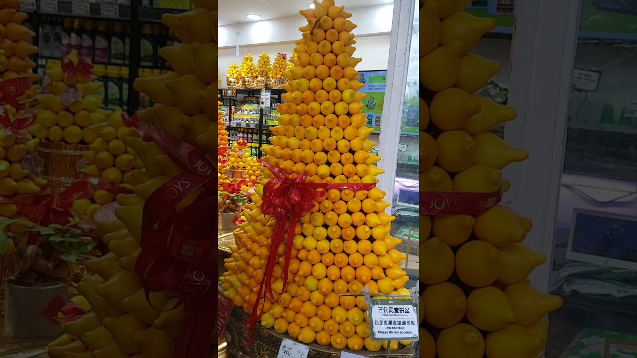 Nipple Fruits | Solanum Mammosum | Chinese New Year Display