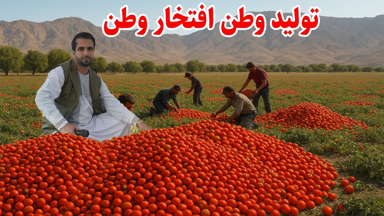پاین شهر بهارک, تولید وطن افتخار وطن, فصل برداشت رومی, قصه های بدخشی  Badakhshan Afghanistan