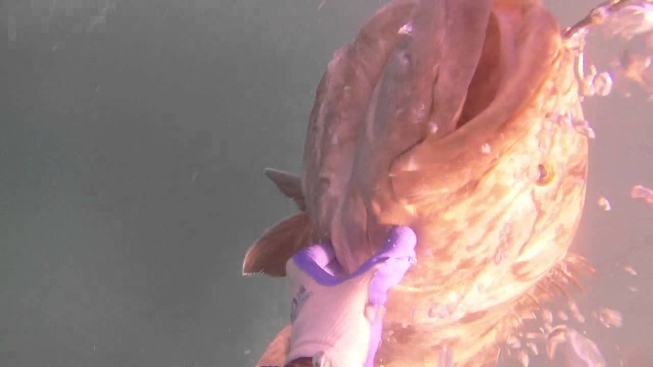 Gulf Grouper gets forced fed some steel, Spearfishing Baja