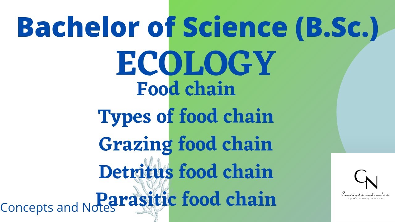 Food chain || Types of food chain || Grazing, Detritus and Parasitic Food chain ||For B.Sc. Students