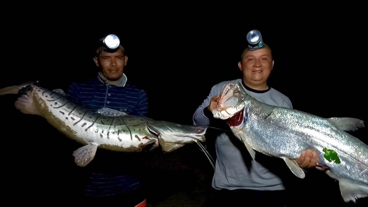 Pesca de peces gigantes en el mejor río de Arauca Colombia.