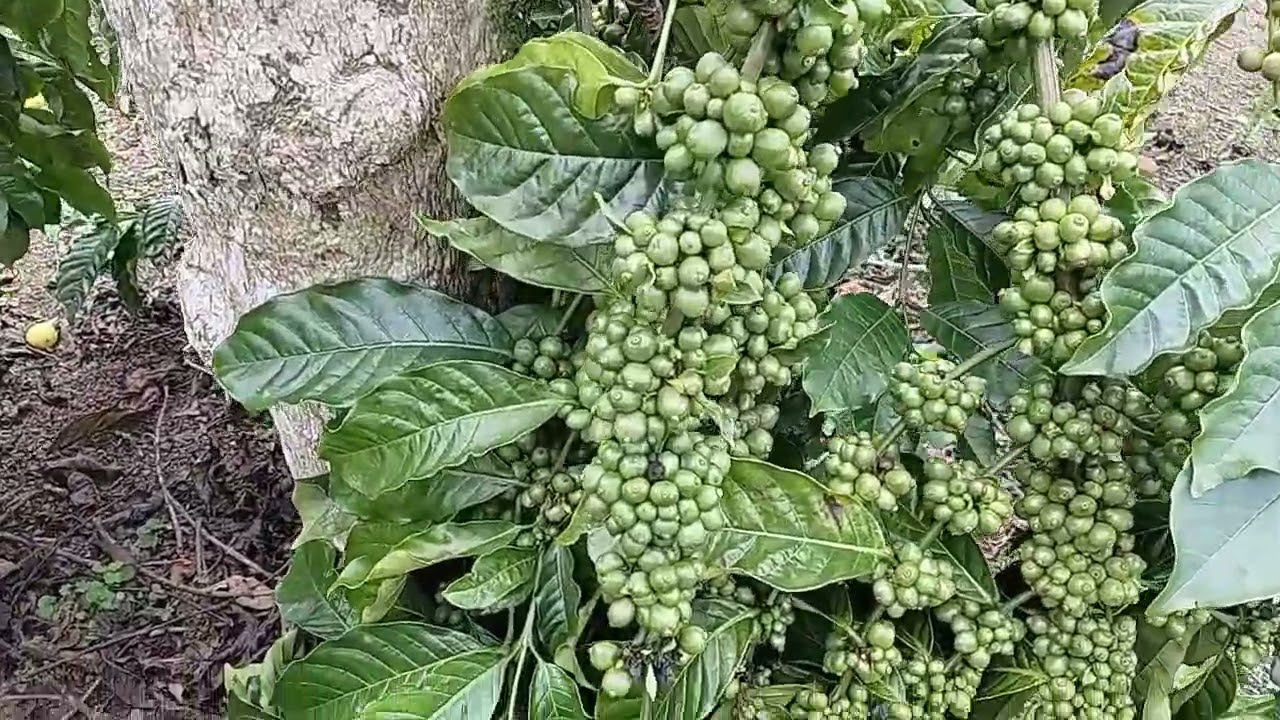 kopi robusta lampung klon bagio viral