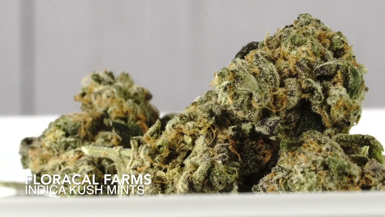 Cannabis Strain Review  - Floracal Farm's Indica Kush Mints 1:30 mins