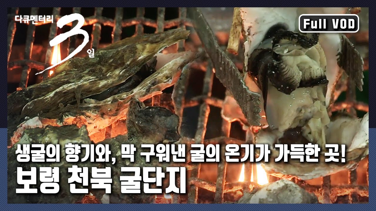 [다큐3일★풀버전] 하루가 🦪‘굴’로 시작하고, 온 동네가 🦪‘굴’ 하나로 살아가는 