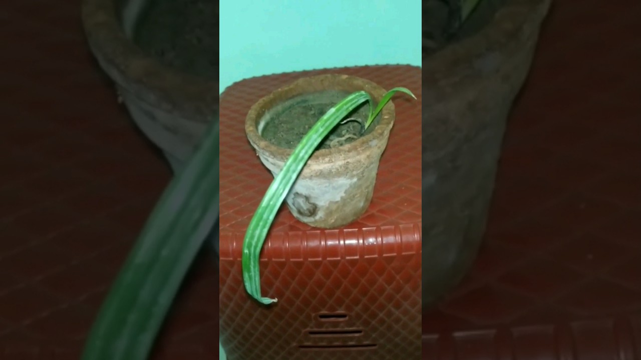 How to grow Dates tree from seeds 