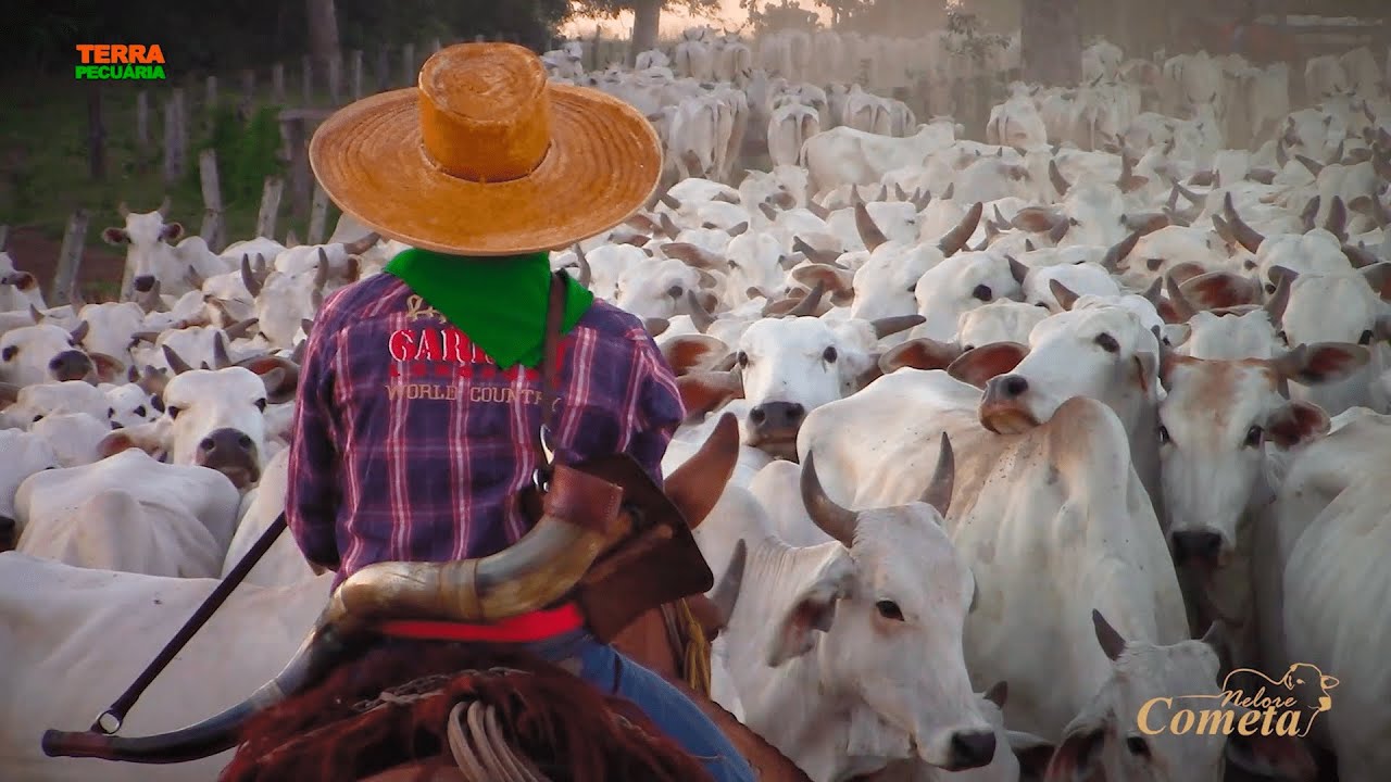 TERRA PECUÁRIA - COMITIVA NELORE COMETA -  EPISÓDIO 01