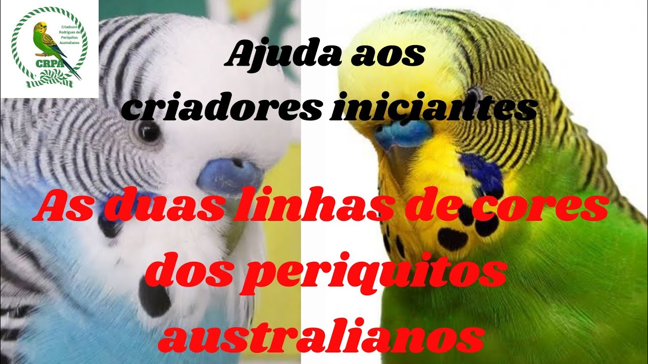 Ajuda aos criadores iniciantes: As duas linhas de cores dos periquitos australianos
