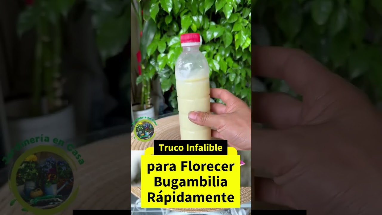 Truco Infalible para Hacer Florecer tu Bugambilia R&aacute;pidamente