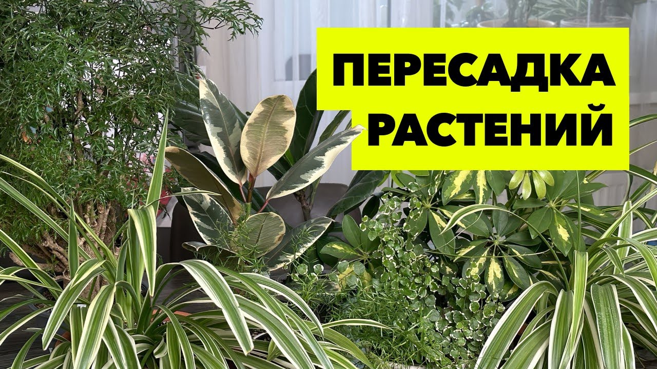 Пересадка комнатных растений и цветов » Июнь 2023