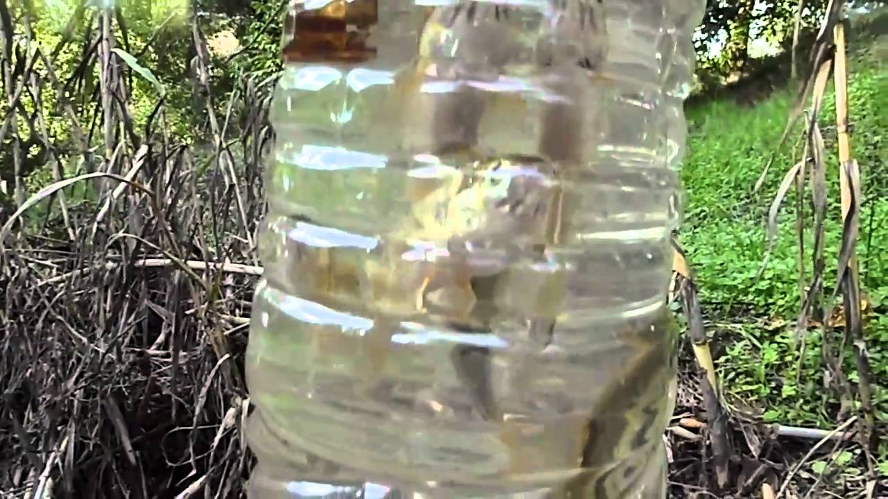 Telestes pleurobipunctatus and Pelasgus thesproticus caught in Messonghi River, Corfu Island
