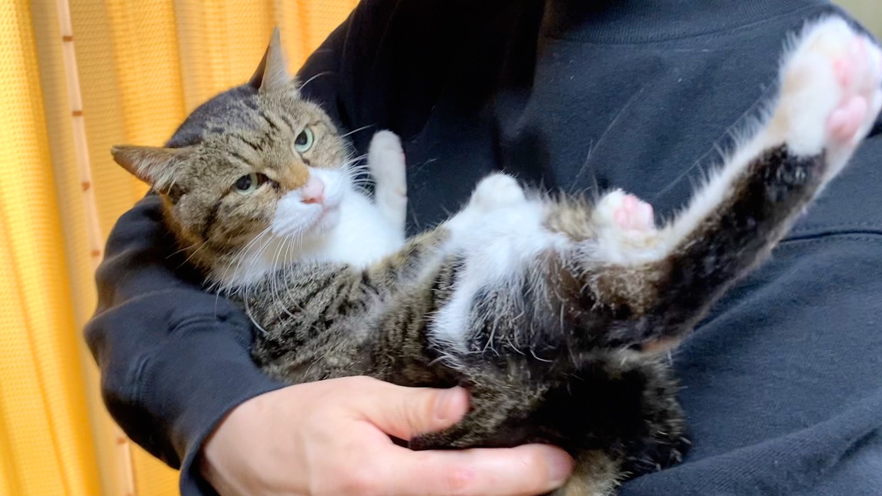 久しぶりに会った飼い主に抱っこされて困惑する実家猫...