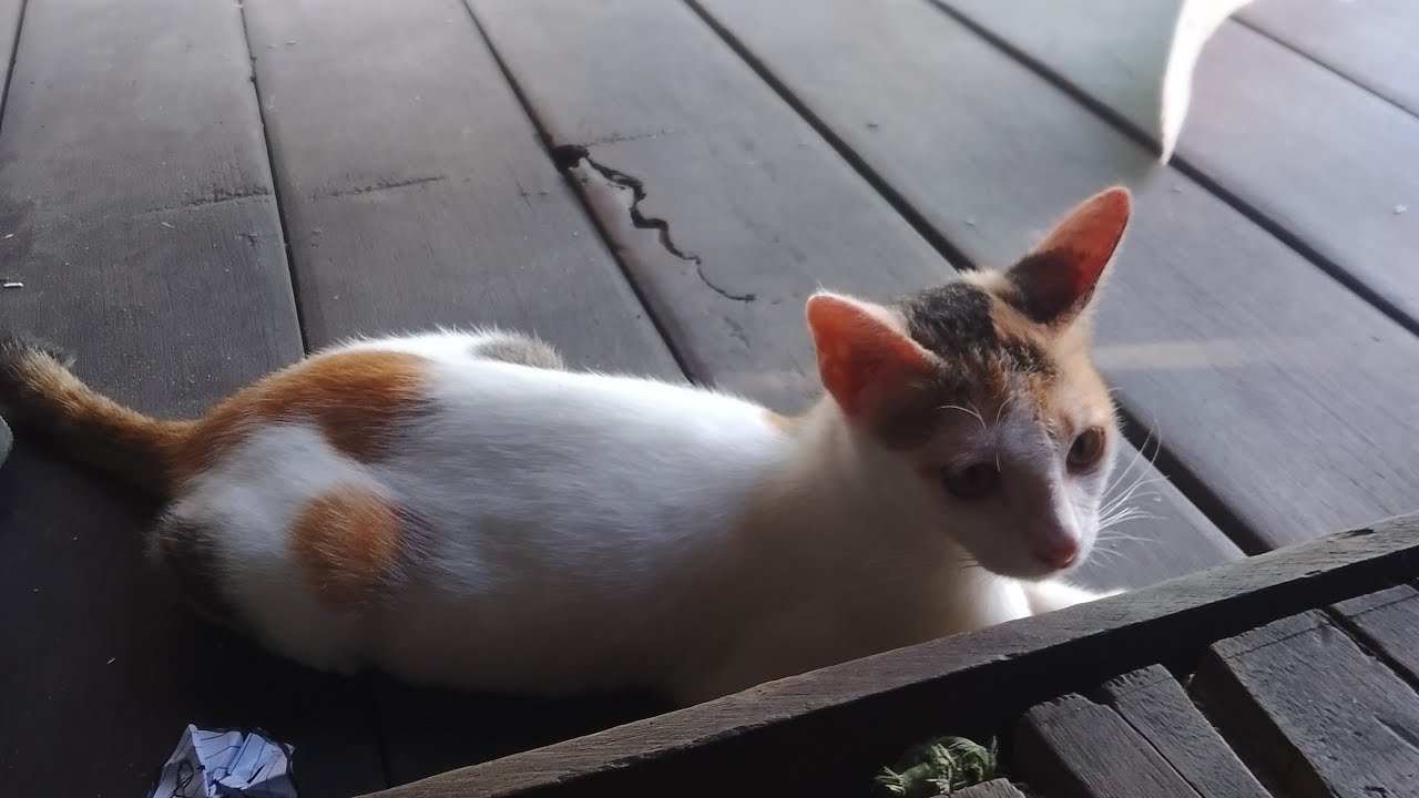 street cat sedang live sekarang!