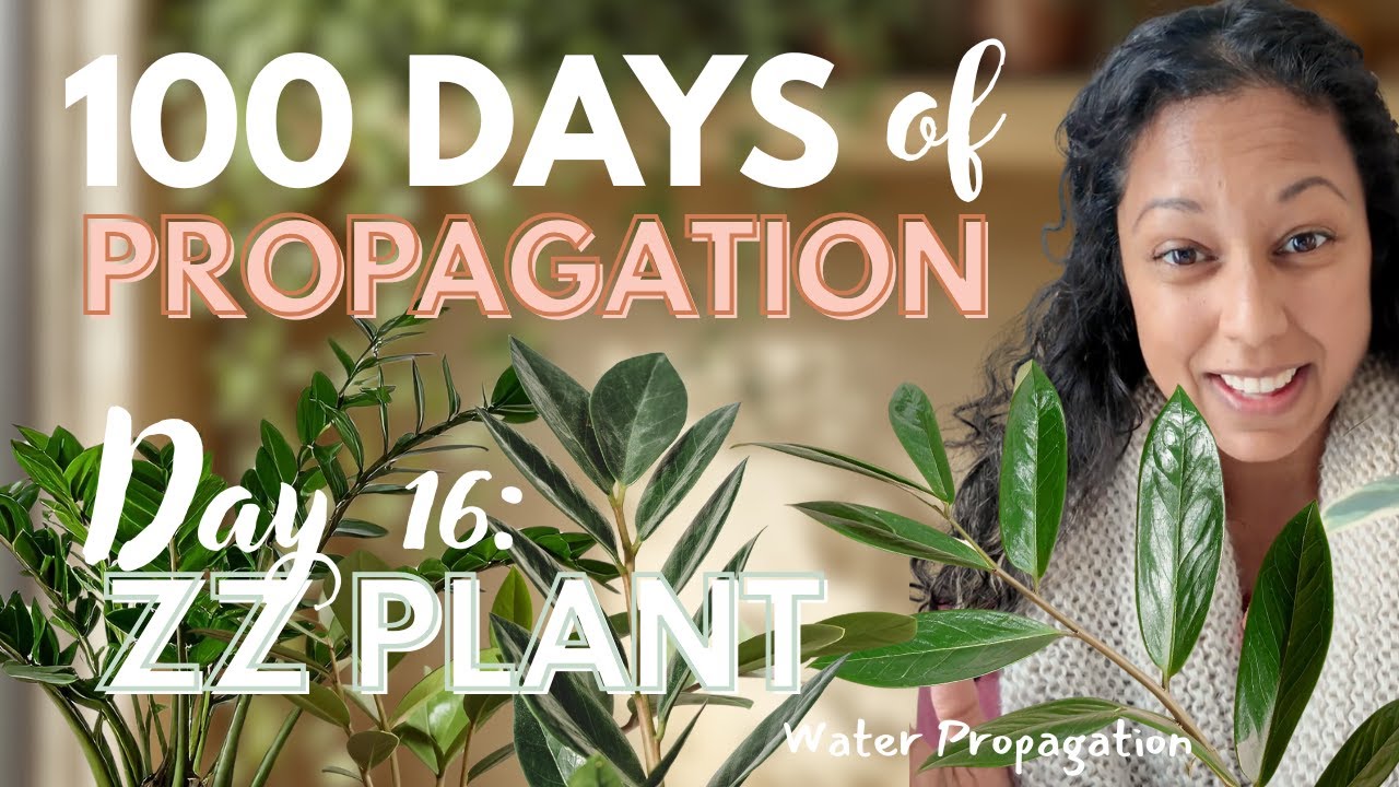 How to Propagate ZZ Plants | Step-by-Step Beginner Guide: Day 16  ZZ Plant