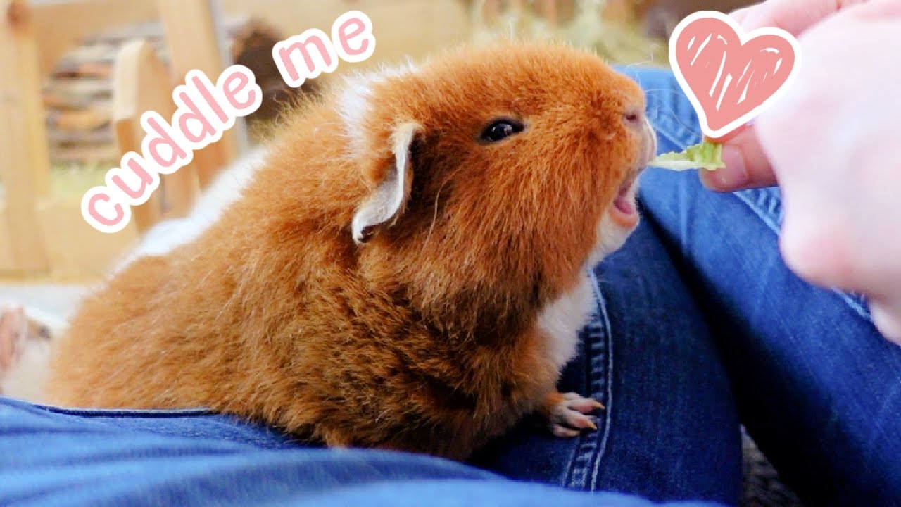 Cuddle My Guinea Pigs With Me! | Cuddle Time with 5 Guinea Pigs