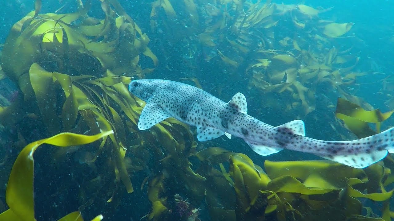 Achill Island, Ireland - Scuba Diving